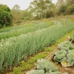 Choosing the Right Fertilizer: Organic vs. Conventional